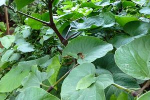 Life Cycle of a Kava Plant