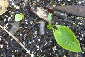 New Juvenile Kava Plant