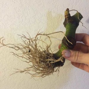 New Vertical Kava Plant