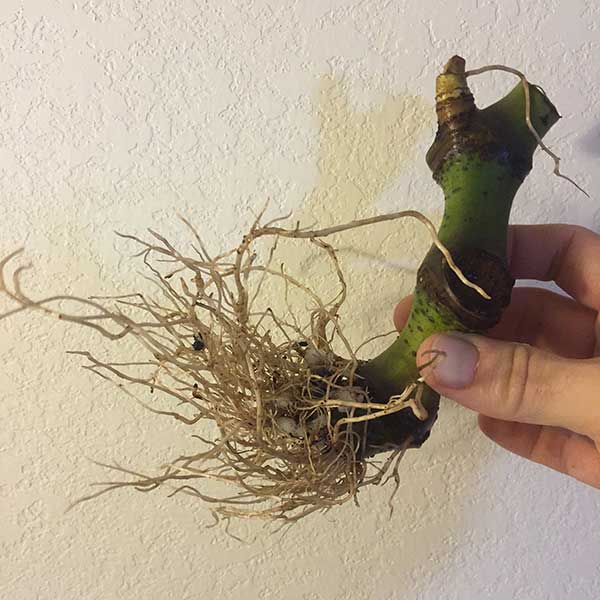 Life Cycle of a Kava Plant Growing Kava Plants