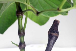 Kava Plant Nodes