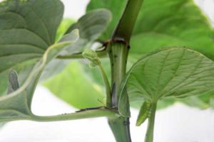 Emerging Kava Leaf