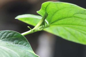 Kava Leaf and Flower