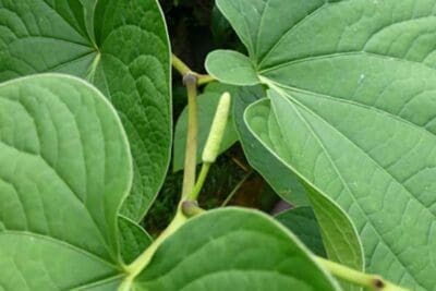Kak Raste Kava Life Cycle of a Kava Plant | Growing Kava Plants | Kava.com