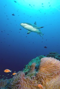 Tropical Reef Shark