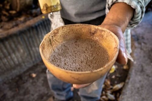 Kapu - Kava.com