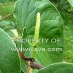 Kava Flower