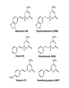 6 Major Kavalactones